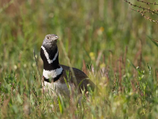 Little Bustard is one of many threatened bird species which would come under renewed pressure if EU Nature Directives were weakened. Photo: Pierre Dalous (commons.wikimedia.org). Little Bustard is one of many threatened bird species which would come under renewed pressure if EU Nature Directives were weakened. Photo: Pierre Dalous (commons.wikimedia.org).
