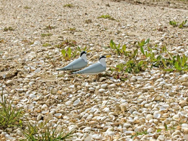 Little Tern decoys are being used in Suffolk in the hope of attracting more birds to breed. Photo: Jeff Delve (RSPB). Little Tern decoys are being used in Suffolk in the hope of attracting more birds to breed. Photo: Jeff Delve (RSPB).