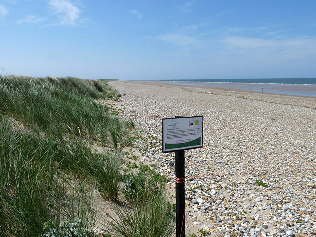 Little Tern nesting zone, Scolt Head Island
