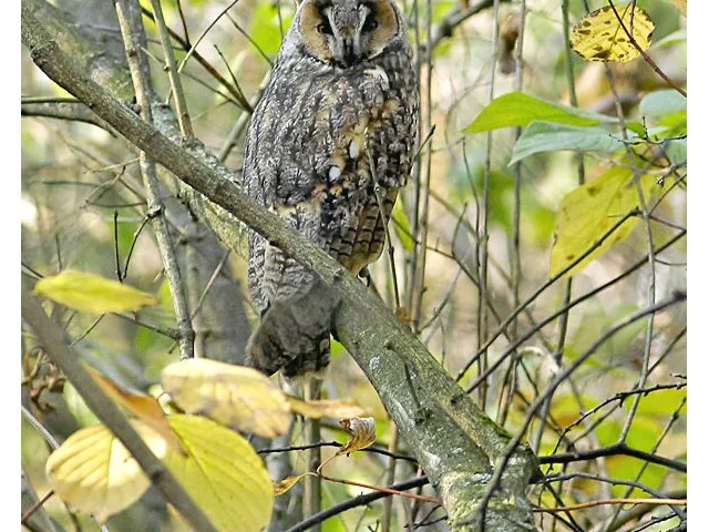 Long-eared Owl is one of the species that BTO volunteers have logged as breeding atypically early this year in Britain. Photo: Aleksey Gnilenk6ov (commons.wikimedia.org). Long-eared Owl is one of the species that BTO volunteers have logged as breeding atypically early this year in Britain. Photo: Aleksey Gnilenk6ov (commons.wikimedia.org).