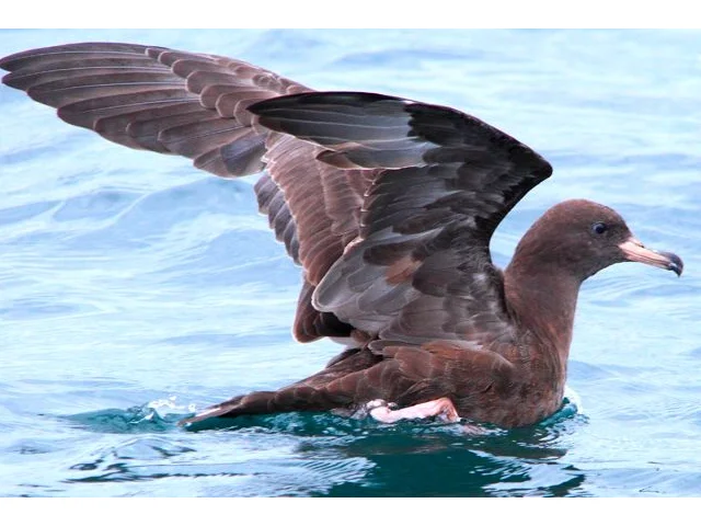 Long-line fishing by-catch mitigation measures protect smaller Pacific seabirds such as Flesh-footed Shearwater, as well as albatrosses. Photo: Teddymacollege (commons.wikimedia.org). Long-line fishing by-catch mitigation measures protect smaller Pacific seabirds such as Flesh-footed Shearwater, as well as albatrosses. Photo: Teddymacollege (commons.wikimedia.org).