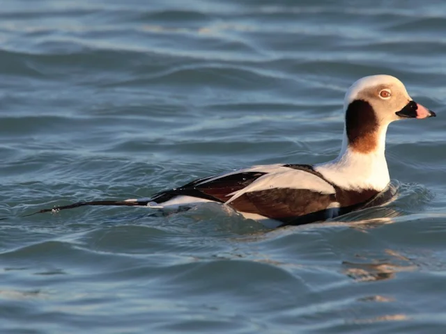 Long-tailed Duck is still numerous, but has undergone significant declines in the last couple of decades. Photo: Mdf (commons.wikimedia.org). Long-tailed Duck is still numerous, but has undergone significant declines in the last couple of decades. Photo: Mdf (commons.wikimedia.org).