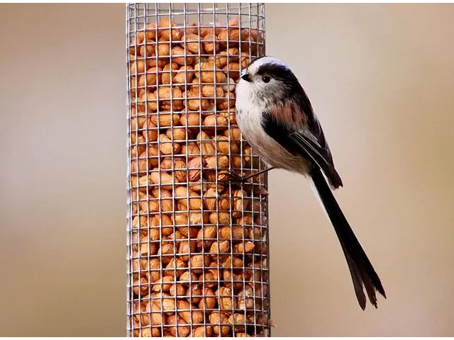 Long-tailed Tit numbers in gardens have increased in 2015, following a decline last year. Photo by Tim Felce (commons.wikimedia.org). Long-tailed Tit numbers in gardens have increased in 2015, following a decline last year. Photo by Tim Felce (commons.wikimedia.org).