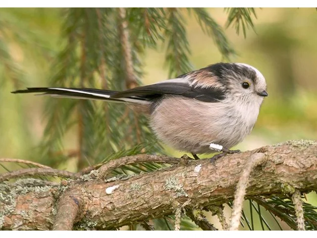 Long-tailed Tit was the 10th most commonly seen species in gardens in this year's Big Garden Birdwatch. Photo by John Bridges (www.rspb-images.com). Long-tailed Tit was the 10th most commonly seen species in gardens in this year's Big Garden Birdwatch. Photo by John Bridges (www.rspb-images.com).