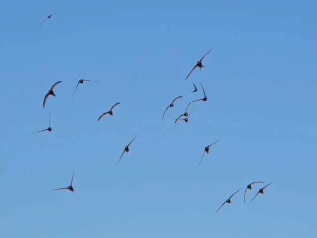 Low flying parties of screaming Common Swifts often indicate breeding colonies nearby flock. Photo: Keta commons.wikimedia.org Low flying parties of screaming Common Swifts often indicate breeding colonies nearby flock. Photo: Keta commons.wikimedia.org