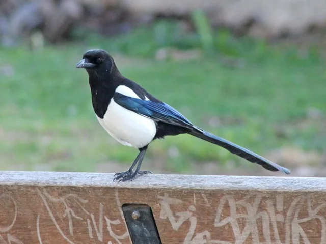 Magpies aren't the thieves of the bird kingdom, according to a new study. Photo by Luis Garcia (commons.wikimedia.org). Magpies aren't the thieves of the bird kingdom, according to a new study. Photo by Luis Garcia (commons.wikimedia.org).