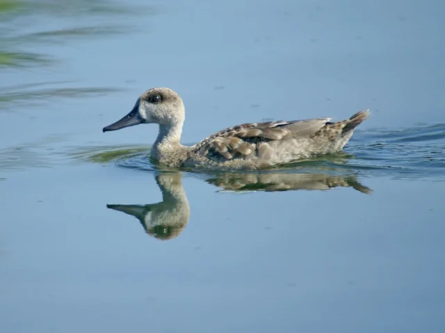 Marbled Duck is one of several endangered bird species that will benefit from the new Ramsar status of the southern Iraqi marshes. Photo: Ferran Pestaña (commons.wikimedia.org). Marbled Duck is one of several endangered bird species that will benefit from the new Ramsar status of the southern Iraqi marshes. Photo: Ferran Pestaña (commons.wikimedia.org).