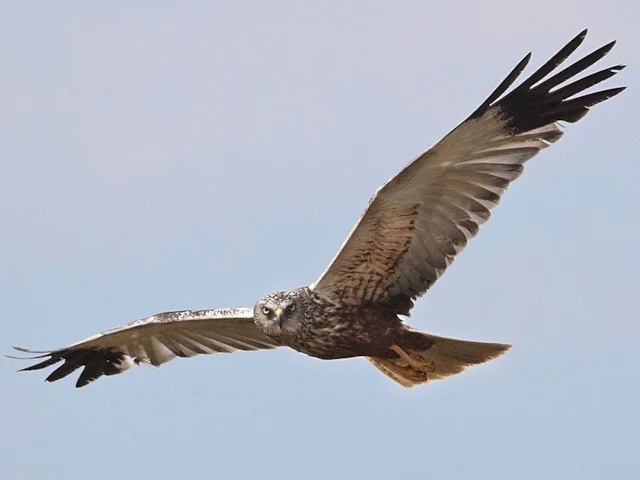 Marsh Harrier has been increasing in number almost annually due to rigorous protection, and the Poole Harbour birds are part of an ongoing conservation success story. Photo: Boldings (commons.wikimedia.org). Marsh Harrier has been increasing in number almost annually due to rigorous protection, and the Poole Harbour birds are part of an ongoing conservation success story. Photo: Boldings (commons.wikimedia.org).