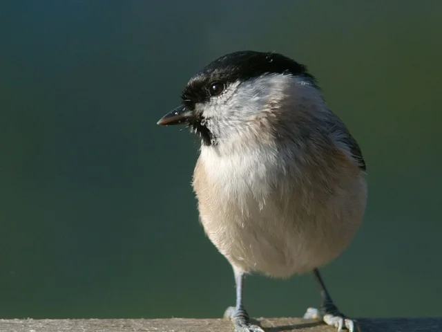 Marsh Tit is one of the many interesting bird species that can be 'bioblitzed' in the Morecambe Bay area. Photo: Luc Viatour (commons.wikimedia.org). Marsh Tit is one of the many interesting bird species that can be 'bioblitzed' in the Morecambe Bay area. Photo: Luc Viatour (commons.wikimedia.org).