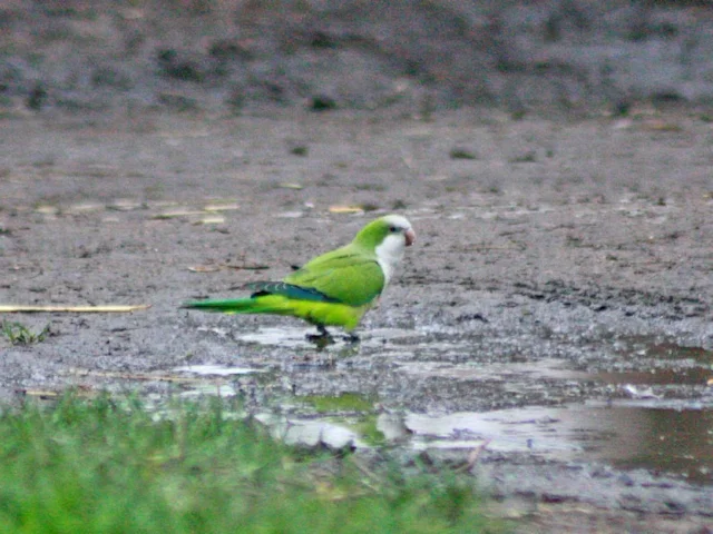 Monk Parakeet at Mudchute Farm, Isle of Dogs, London - the incipient population of this exotic bird has been carefully monitored by DEFRA and as yet, seems harmless, but the species causes agricultural damage in other countries. Photo: David Callahan. Monk Parakeet at Mudchute Farm, Isle of Dogs, London - the incipient population of this exotic bird has been carefully monitored by DEFRA and as yet, seems harmless, but the species causes agricultural damage in other countries. Photo: David Callahan.