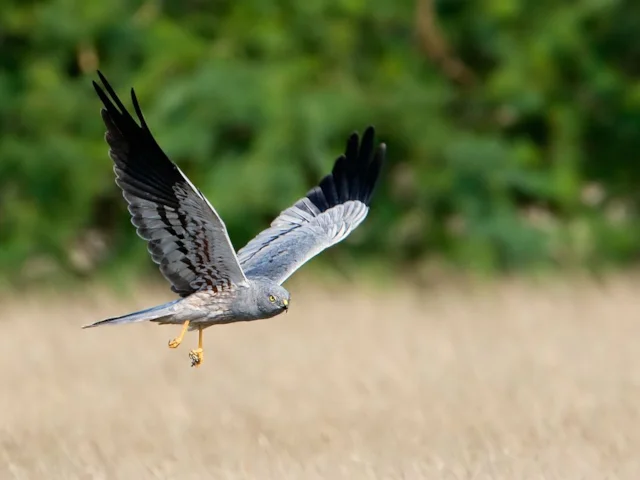 Montagu's Harriers, like this male, are losing breeding habitat in Europe due to the intensification of agriculture. Photo: Cks3976 (commons.wikimedia.org). Montagu's Harriers, like this male, are losing breeding habitat in Europe due to the intensification of agriculture. Photo: Cks3976 (commons.wikimedia.org).