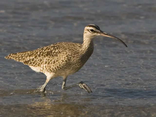 More than half the world's population of Hudsonian Whimbrel uses the Bay of Panama on migration. Photo: mikebaird (commons.wikimedia.org). More than half the world's population of Hudsonian Whimbrel uses the Bay of Panama on migration. Photo: mikebaird (commons.wikimedia.org).