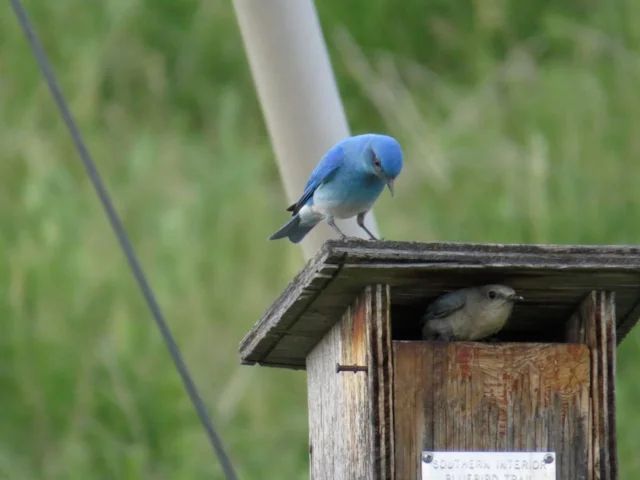 Mountain Bluebirds share similar tastes in nestboxes as Tree Swallows. Photo: S and R Proulx (courtesy The Auk). Mountain Bluebirds share similar tastes in nestboxes as Tree Swallows. Photo: S and R Proulx (courtesy The Auk).