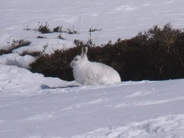 Mountain Hare is an important item in the diet of Golden Eagle. Photo: ian shiell (commons.wikimedia.org). Mountain Hare is an important item in the diet of Golden Eagle. Photo: ian shiell (commons.wikimedia.org).