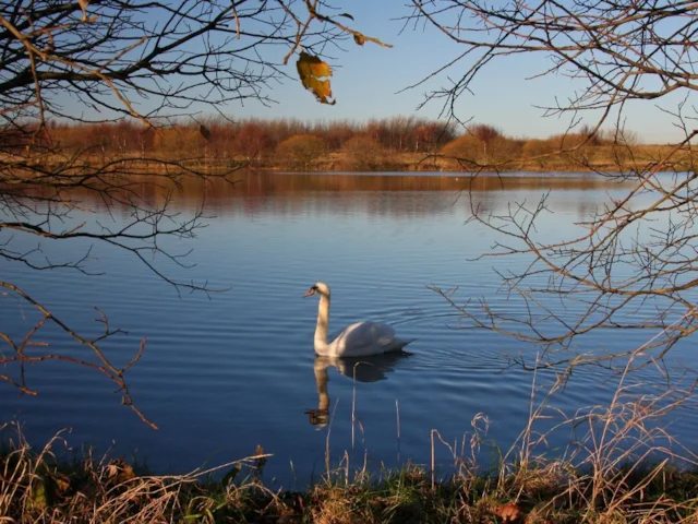 Musselburgh Lagoons is a birding hot-spot near Edinburgh which will host this year's Big Nature Festival. Photo: www.rspb-images.com. Musselburgh Lagoons is a birding hot-spot near Edinburgh which will host this year's Big Nature Festival. Photo: www.rspb-images.com.