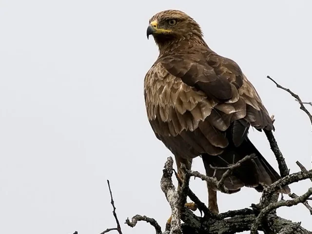 NABU will be tracking 12 Lesser Spotted Eagles as they make their way south to their African wintering grounds. Photo by Johann du Preez (www.birdlife.org). NABU will be tracking 12 Lesser Spotted Eagles as they make their way south to their African wintering grounds. Photo by Johann du Preez (www.birdlife.org).