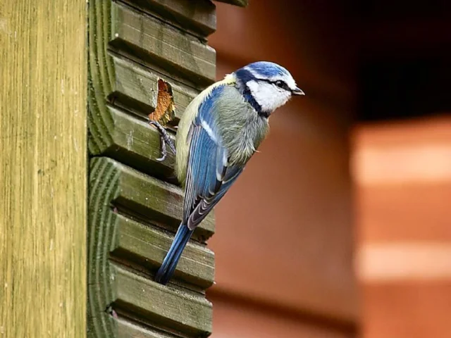 Nest boxes can be constructed from many sorts of waste timber, such as the decking seen here, being used by a pair of Blue Tits. Photo: David Friel (commons.wikimedia.org). Nest boxes can be constructed from many sorts of waste timber, such as the decking seen here, being used by a pair of Blue Tits. Photo: David Friel (commons.wikimedia.org).