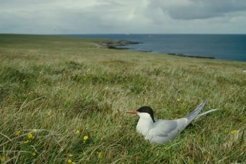 Nesting Arctic Terns also use the last remaining undeveloped dune system in Scotland, at Coul Links, Sutherland. Photo: Chris Gomersall (www.rspb-images.com). Nesting Arctic Terns also use the last remaining undeveloped dune system in Scotland, at Coul Links, Sutherland. Photo: Chris Gomersall (www.rspb-images.com).