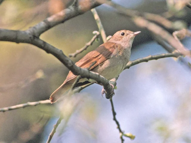 Nightingale has its British stronghold in the South-East of England. Photo: Andy Hay (www.rspb-images.com). Nightingale has its British stronghold in the South-East of England. Photo: Andy Hay (www.rspb-images.com).