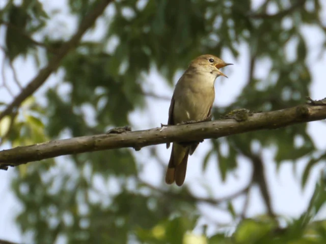 Nightingale is a declining species in Britain adn needs all the habitat it can get. Photo: Andreas Eichler (commons.wikimedia.org). Nightingale is a declining species in Britain adn needs all the habitat it can get. Photo: Andreas Eichler (commons.wikimedia.org).