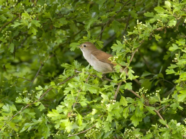 Nightingale is a species with a limited range in Britain, with Kent and Essex holding most of the breeding pairs. Photo: John Bridges (rspb-images.com). Nightingale is a species with a limited range in Britain, with Kent and Essex holding most of the breeding pairs. Photo: John Bridges (rspb-images.com).