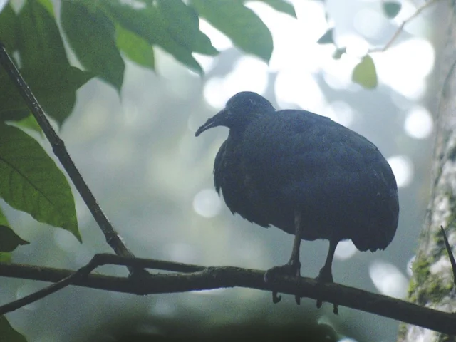 No more than 374 individuals - and probably less - of the secretive endemic Dwarf Olive Ibis are believed to exist. Photo: Muchaxo (commons.wikimedia.org). No more than 374 individuals - and probably less - of the secretive endemic Dwarf Olive Ibis are believed to exist. Photo: Muchaxo (commons.wikimedia.org).