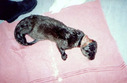 Non-target species such as Otters are often caught and killed by snares. Photo courtesy of League Against Cruel Sports. Non-target species such as Otters are often caught and killed by snares. Photo courtesy of League Against Cruel Sports.