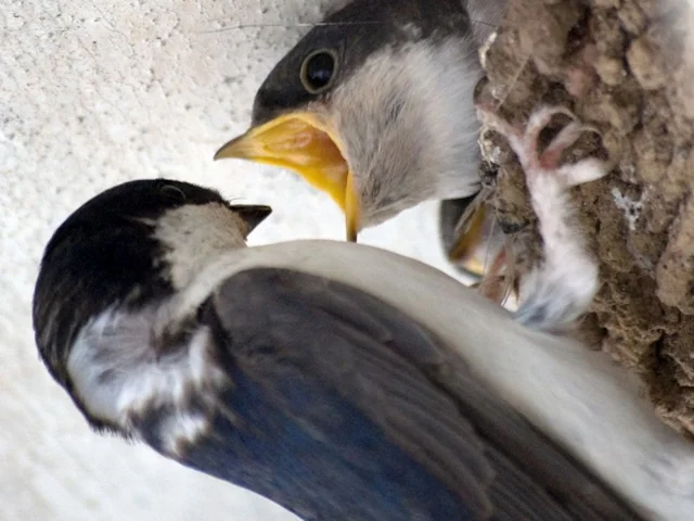 No-one knows quite where these House Martins will go or what they will do once the chicks have fledged. Photo: Loobie1805 (commons.wikimedia.org). No-one knows quite where these House Martins will go or what they will do once the chicks have fledged. Photo: Loobie1805 (commons.wikimedia.org).