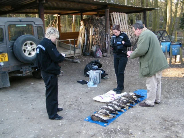 Norfolk Police and Natural England investigating the nine of the 10 poisoned Common Buzzards on the Stody Estate, in England's worst-ever raptor poisoning case. Photo: www.rspb-images.com. Norfolk Police and Natural England investigating the nine of the 10 poisoned Common Buzzards on the Stody Estate, in England's worst-ever raptor poisoning case. Photo: www.rspb-images.com.