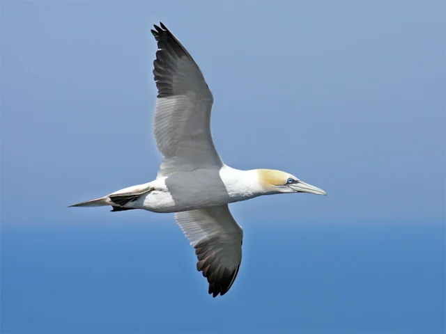 Northern Gannet should be safe from harm from the new floating wind power project, if it is built. Photo: Andreas Trepte (commons.wikimedia.org). Northern Gannet should be safe from harm from the new floating wind power project, if it is built. Photo: Andreas Trepte (commons.wikimedia.org).