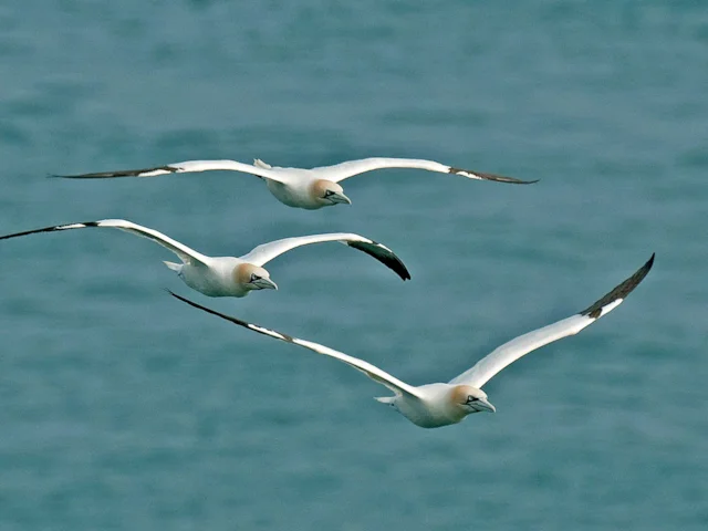 Northern Gannets, like these at Bempton Cliffs RSPB, East Yorkshire, will have better stocks of fish to draw from, as will with fisherman if the designated protected areas work out as planned. Photo: Steve Young (www.birdsonfilm.com). Northern Gannets, like these at Bempton Cliffs RSPB, East Yorkshire, will have better stocks of fish to draw from, as will with fisherman if the designated protected areas work out as planned. Photo: Steve Young (www.birdsonfilm.com).