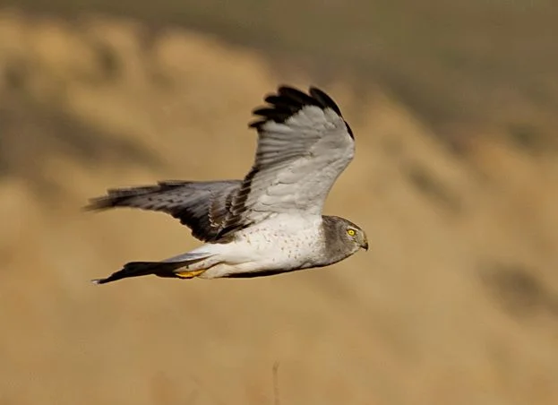 Northern Harrier is at its most distinctive in adult male plumage. Photo: Paulo Philippidis (commons.wikimedia.org). Northern Harrier is at its most distinctive in adult male plumage. Photo: Paulo Philippidis (commons.wikimedia.org).