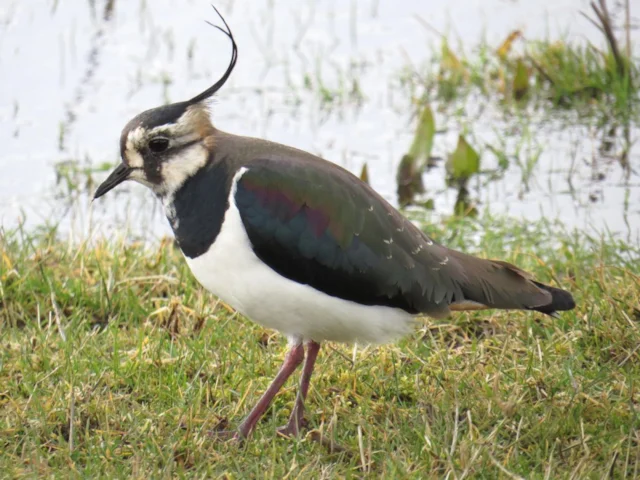 Northern Lapwing has continued its global decline despite some breeding success on RSPB reserves. Photo: Alastair Rae (commons.wikimedia.org). Northern Lapwing has continued its global decline despite some breeding success on RSPB reserves. Photo: Alastair Rae (commons.wikimedia.org).
