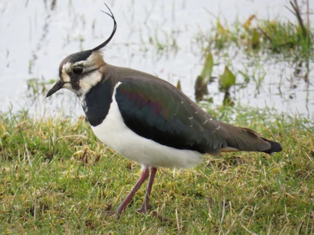 Northern Lapwing's habitat should be further protected by the new scheme in Wales. Photo: Alastair Rae (commons.wikimedia.org). Northern Lapwing's habitat should be further protected by the new scheme in Wales. Photo: Alastair Rae (commons.wikimedia.org).