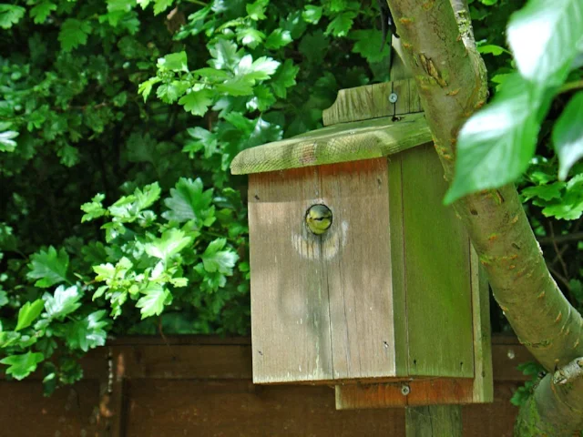 Not only common species, like this Blue Tit chick in Cambridgeshire, but many declining species can benefit from nest boxes in gardens. Photo: Andrew Fogg (commons.wikimedia.org). Not only common species, like this Blue Tit chick in Cambridgeshire, but many declining species can benefit from nest boxes in gardens. Photo: Andrew Fogg (commons.wikimedia.org).