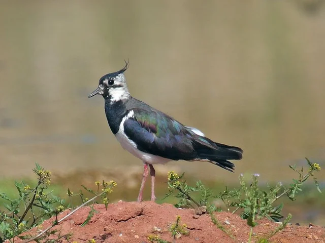 Numbers of breeding Northern Lapwing are increasing at Malltraeth Marsh RSPB. Photo by Andreas Trepte (commons.wikimedia.org). Numbers of breeding Northern Lapwing are increasing at Malltraeth Marsh RSPB. Photo by Andreas Trepte (commons.wikimedia.org).