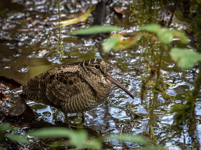 Numbers of breeding Woodcock have fallen dramatically in Britain in the last decade. Photo by Jason Thompson (commons.wikimedia.org, CC BY 2.0). Numbers of breeding Woodcock have fallen dramatically in Britain in the last decade. Photo by Jason Thompson (commons.wikimedia.org, CC BY 2.0).