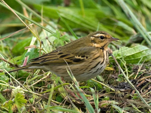 Olive-backed Pipit is not quite as rare as it used to be, but will still brighten up a day's birding for most. Photo: Steve Young (www.birdsonfilm.com). Olive-backed Pipit is not quite as rare as it used to be, but will still brighten up a day's birding for most. Photo: Steve Young (www.birdsonfilm.com).