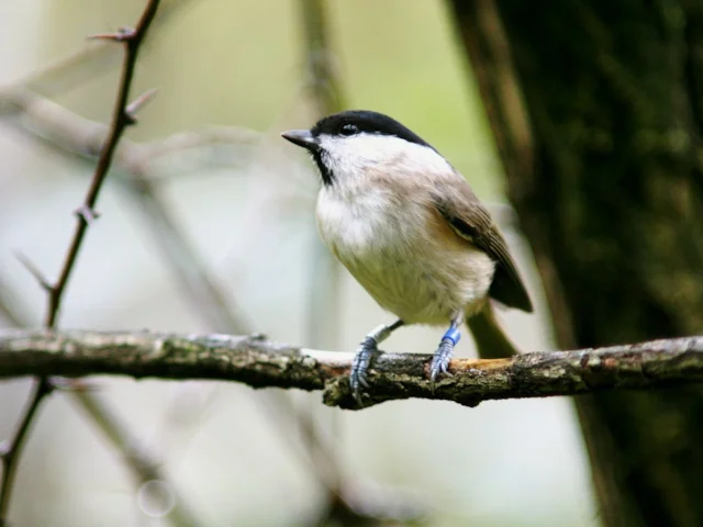 One fo the many Marsh Tits colour-ringed at Roudsea Wood and Mosses NNR, Cumbria. Photo: Ken Hindmarch. One fo the many Marsh Tits colour-ringed at Roudsea Wood and Mosses NNR, Cumbria. Photo: Ken Hindmarch.