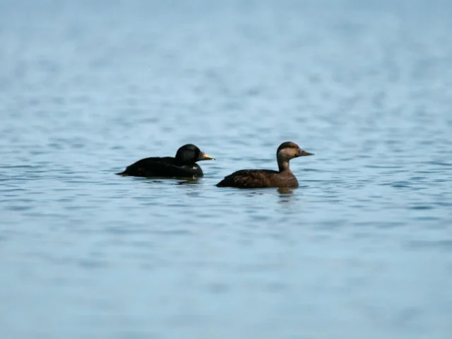 One of no more than 40 pairs of Common Scoter which breed in Scotland's Flow Country. Photo: Larry Griffin (WWT). One of no more than 40 pairs of Common Scoter which breed in Scotland's Flow Country. Photo: Larry Griffin (WWT).
