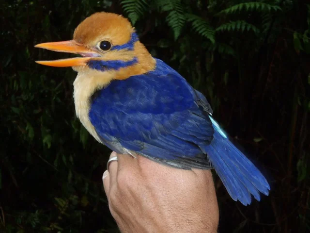 One of the first-ever photographs of the striking and elusive Guadalcanal Moustached Kingfisher, and the first time that the male has been described. Photo: Rob Moyle. One of the first-ever photographs of the striking and elusive Guadalcanal Moustached Kingfisher, and the first time that the male has been described. Photo: Rob Moyle.