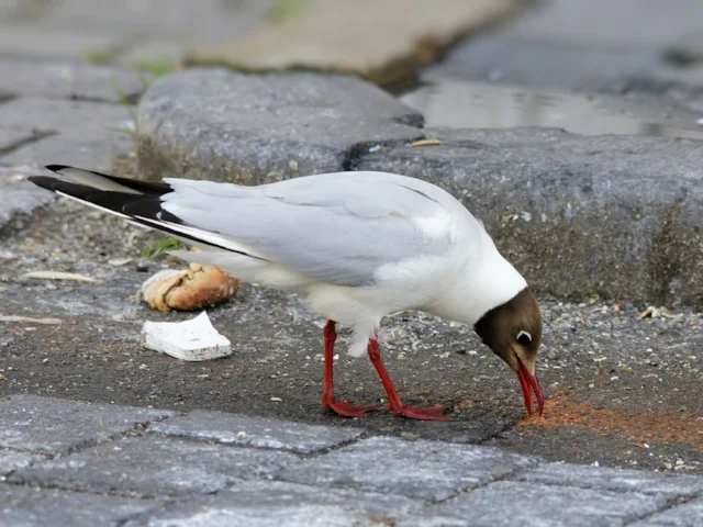 Urban gulls favour fast food - BirdGuides