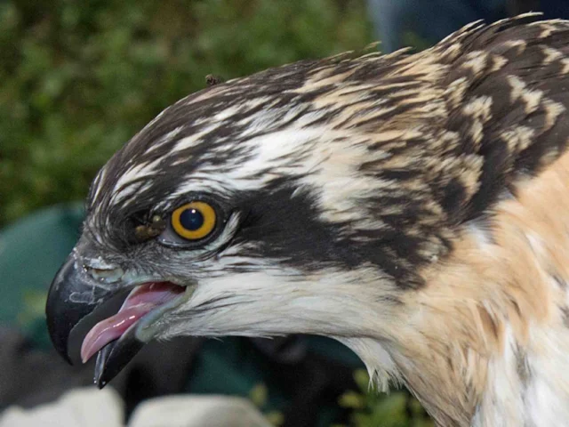 One of the two male Osprey chicks being ringed at Roudsea Wood last week. Photo: Rob Petley-Jones (Natural England). One of the two male Osprey chicks being ringed at Roudsea Wood last week. Photo: Rob Petley-Jones (Natural England).