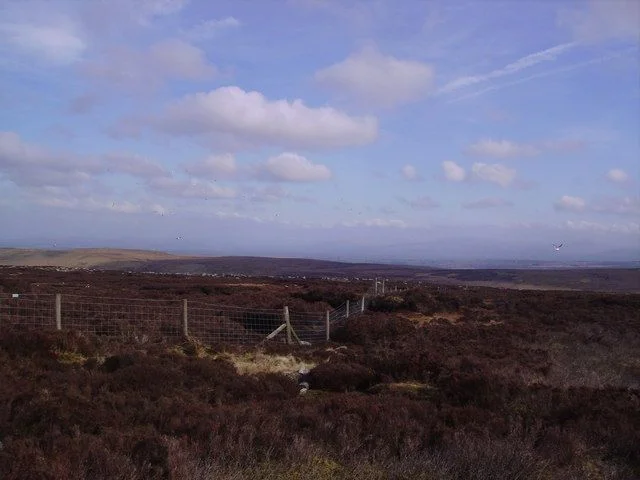 One of two major Lesser Black-backed Gulleries in the bowland area, this moorland colony is at Burn Fell. Photo: Michael Graham (commons.wikimedia.org). One of two major Lesser Black-backed Gulleries in the bowland area, this moorland colony is at Burn Fell. Photo: Michael Graham (commons.wikimedia.org).