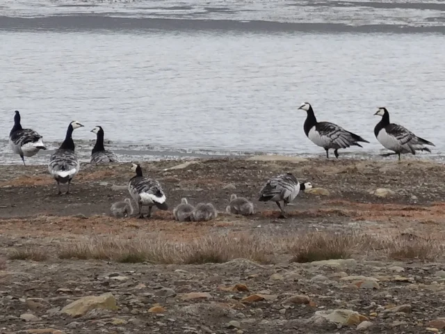 One population of Barnacle Geese breeds on Svalbard, Norway, but flies to the east coast of Scotland to spend the winter. Photo: Tom Phillips (commons.wikimedia.org). One population of Barnacle Geese breeds on Svalbard, Norway, but flies to the east coast of Scotland to spend the winter. Photo: Tom Phillips (commons.wikimedia.org).