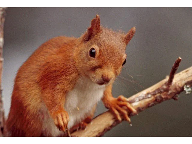 Only 120,000 Red Squirrels are left in Scotland and they are under threat from Grey Squirrels. Photo by Andy Hay (www.rspb-images.com). Only 120,000 Red Squirrels are left in Scotland and they are under threat from Grey Squirrels. Photo by Andy Hay (www.rspb-images.com).