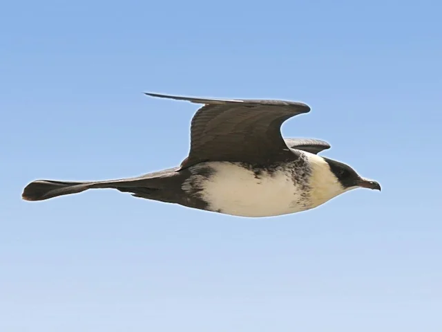 On the right day, a pelagic trip could get you great views of migrating Pomarine Skua. Photo: Gunnsteinn Jonsson (commons.wikimedia.org). On the right day, a pelagic trip could get you great views of migrating Pomarine Skua. Photo: Gunnsteinn Jonsson (commons.wikimedia.org).