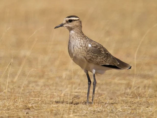 On the Uzbek steppes used by roosting and feeding, Sociable Lapwing seems to prefer higher vegetation than sites in Turkmenistan. Photo: Asif Khan. On the Uzbek steppes used by roosting and feeding, Sociable Lapwing seems to prefer higher vegetation than sites in Turkmenistan. Photo: Asif Khan.