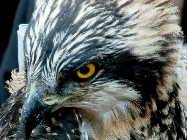Osprey has staged a remarkable comeback since the mid-20th century, but nests still need to be protected from disturbance. Photo: Richard Thaxton (www.rspb-images.org). Osprey has staged a remarkable comeback since the mid-20th century, but nests still need to be protected from disturbance. Photo: Richard Thaxton (www.rspb-images.org).