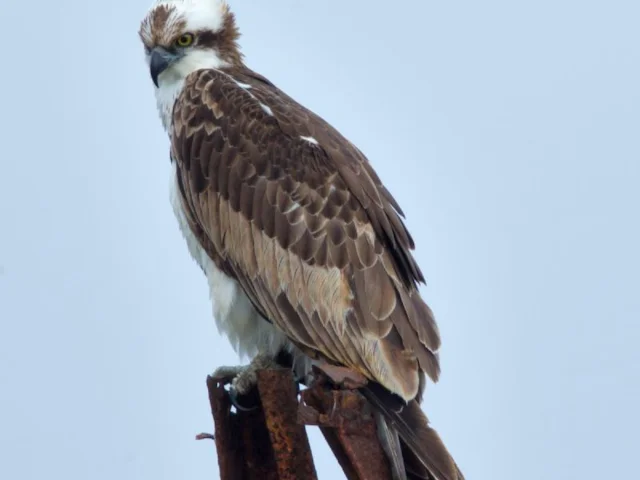 Ospreys are a protected species, but should be safe at the T in the Park site if guidelines are adhered to by audience and festival alike. Photo: Andreas Trepte (commons.wikimedia.org). Ospreys are a protected species, but should be safe at the T in the Park site if guidelines are adhered to by audience and festival alike. Photo: Andreas Trepte (commons.wikimedia.org).